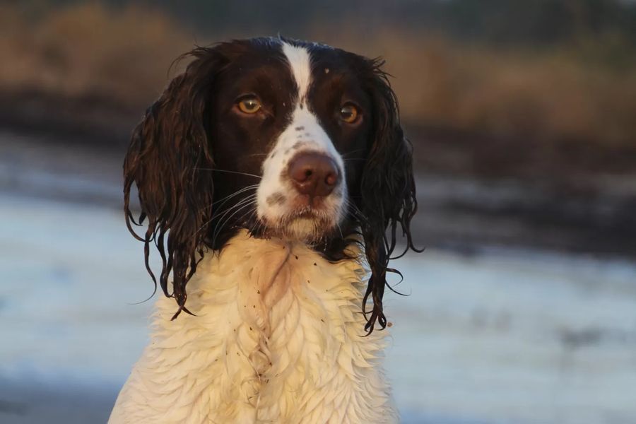 English Springer Spaniel