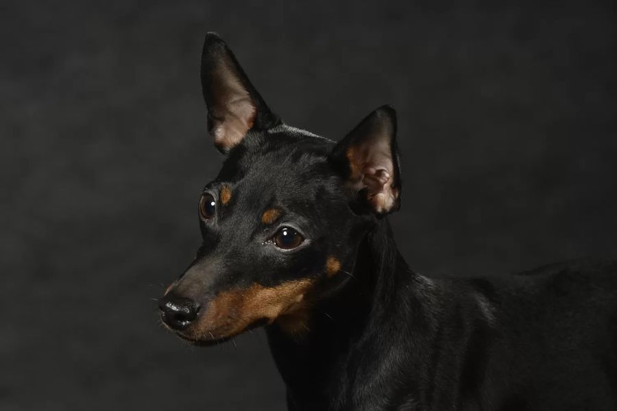 English Toy Terrier (Black and Tan)