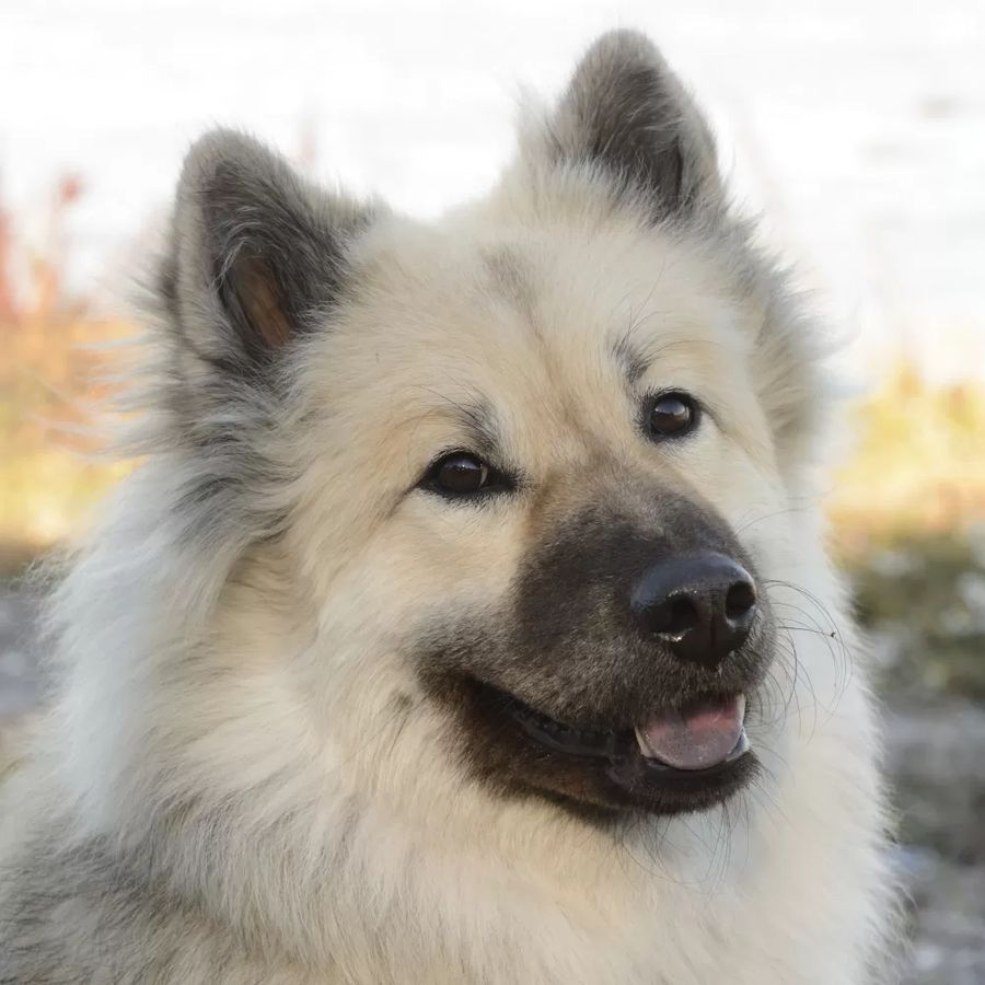 Eurasian