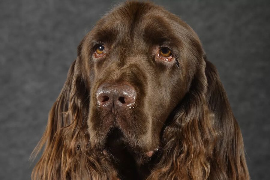 Field Spaniel