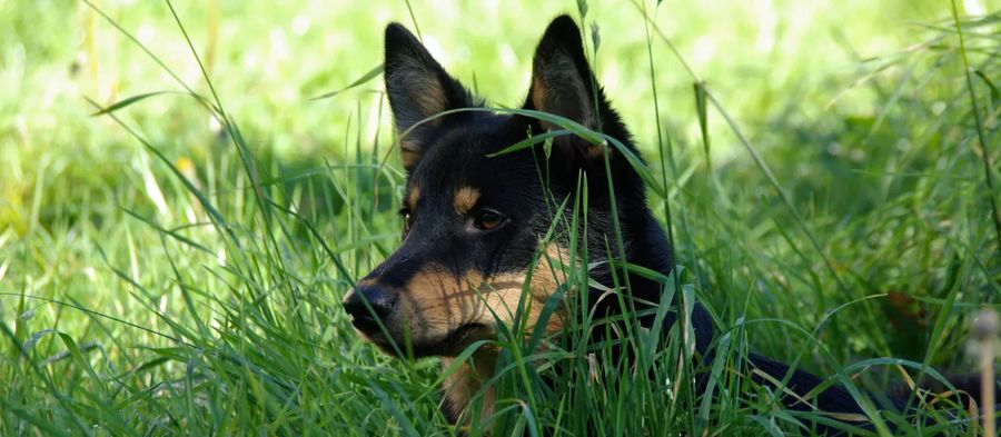 Lapponian Herder