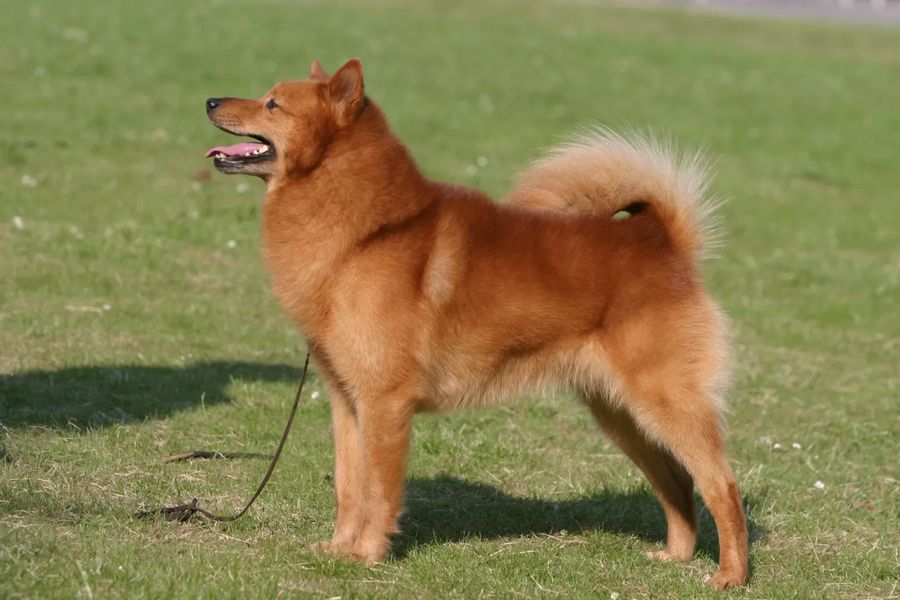 Finnish Spitz