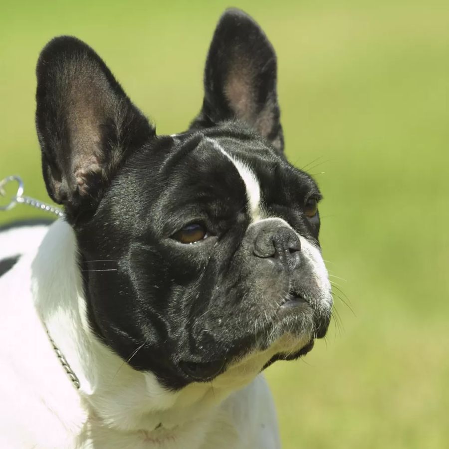 French Bulldog