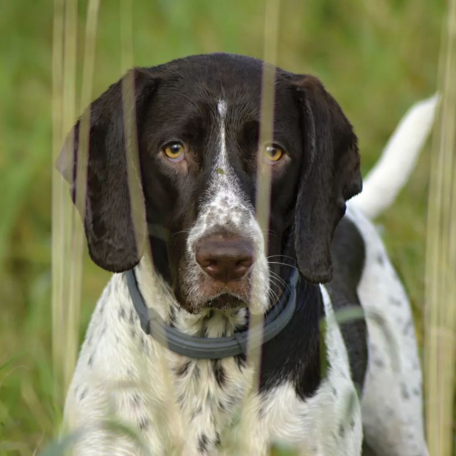 Old Danish Pointing Dog