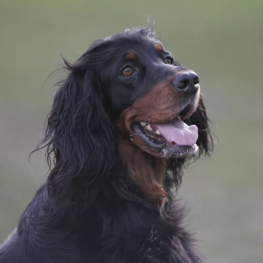 Gordon Setter