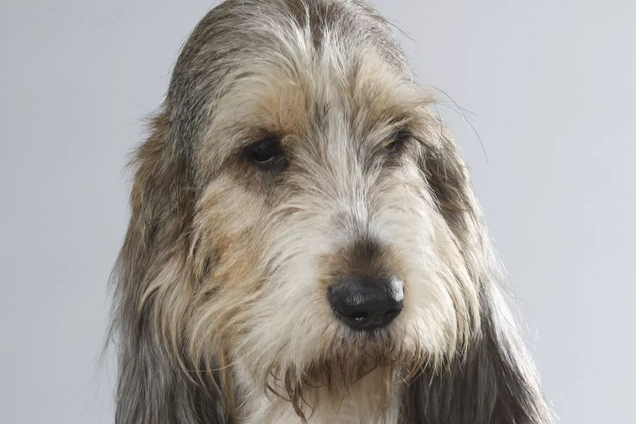 Grand Basset Griffon Vendéen
