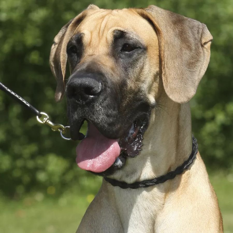 Great Dane Fawn - Brindle