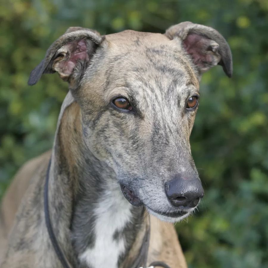 Greyhound