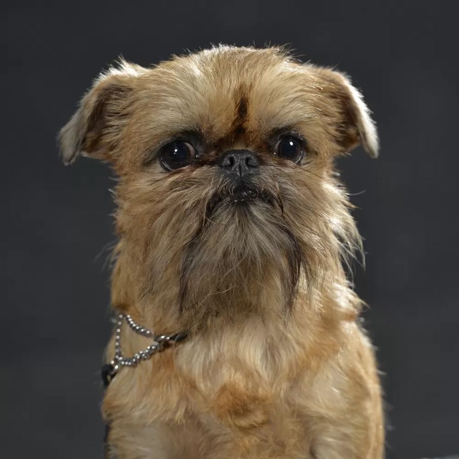 Griffon bruxellois