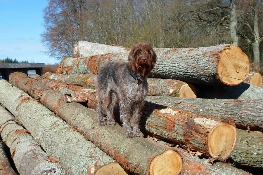 Wire-haired Pointing Griffon Korthals