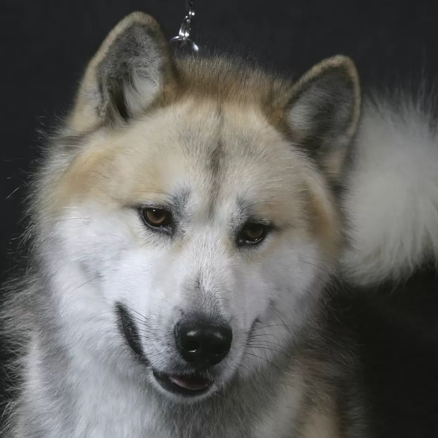 Greenland Dog