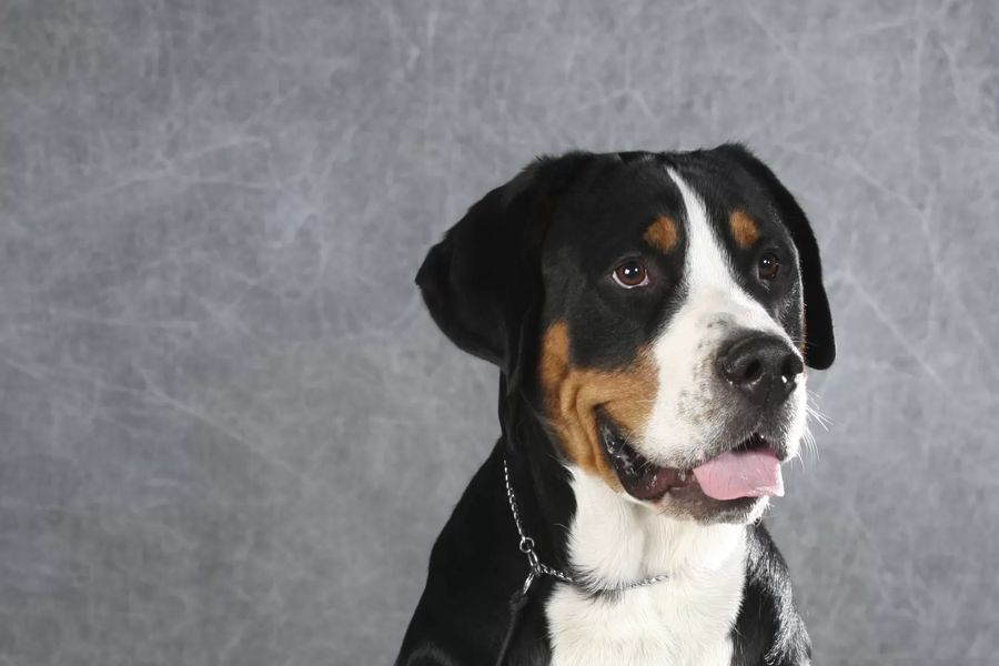 Great Swiss Mountain Dog