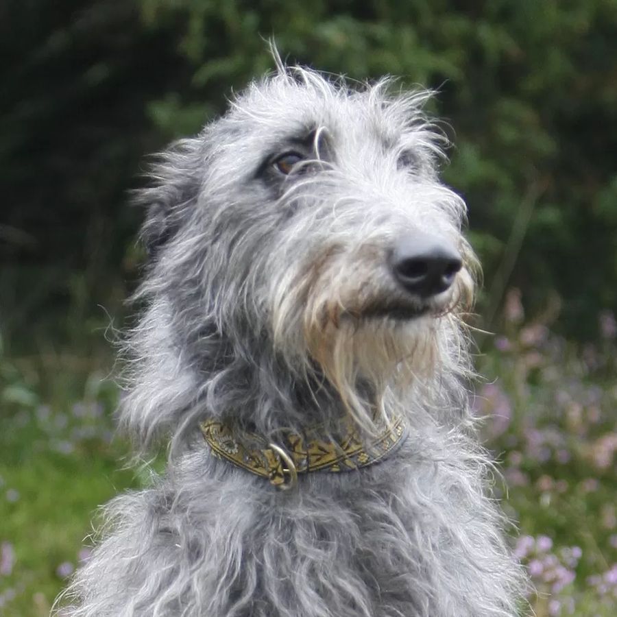Deerhound