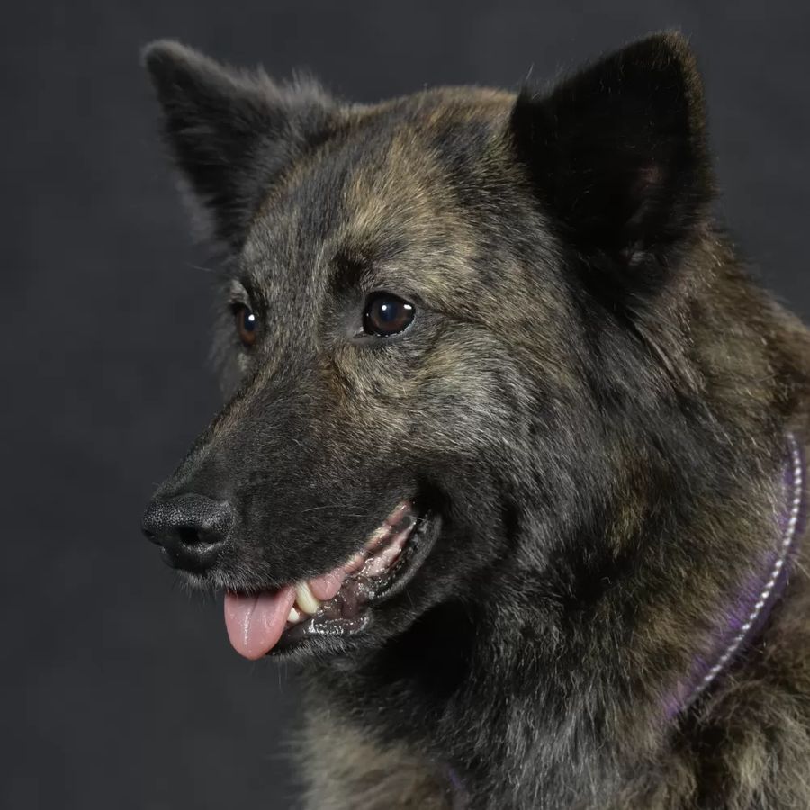 Dutch Shepherd Dog