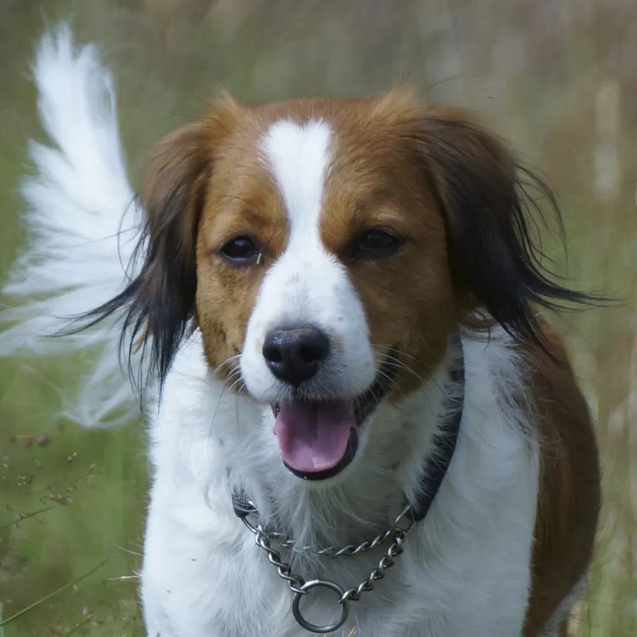 Nederlandse Kooikerhondje