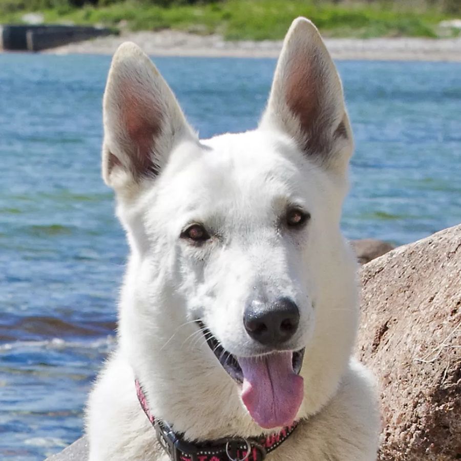 White Swiss Shepherd Dog