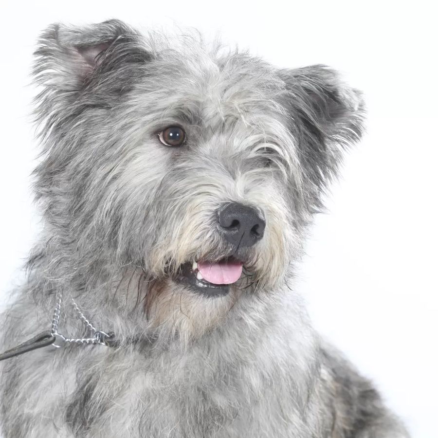 Irish Glen of Imaal Terrier