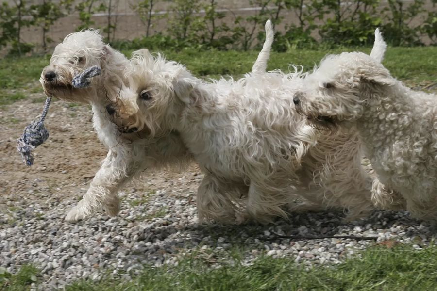Irish Soft Coated Wheaten Terrier