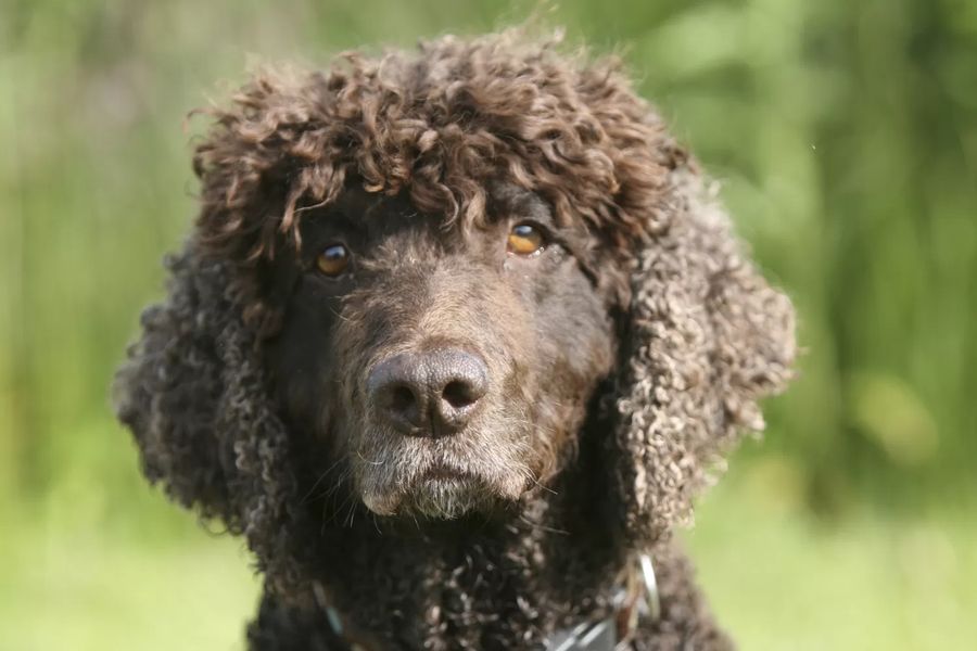 Irish Water Spaniel
