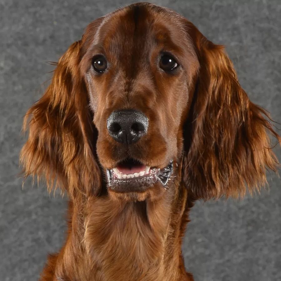 Irish Red Setter