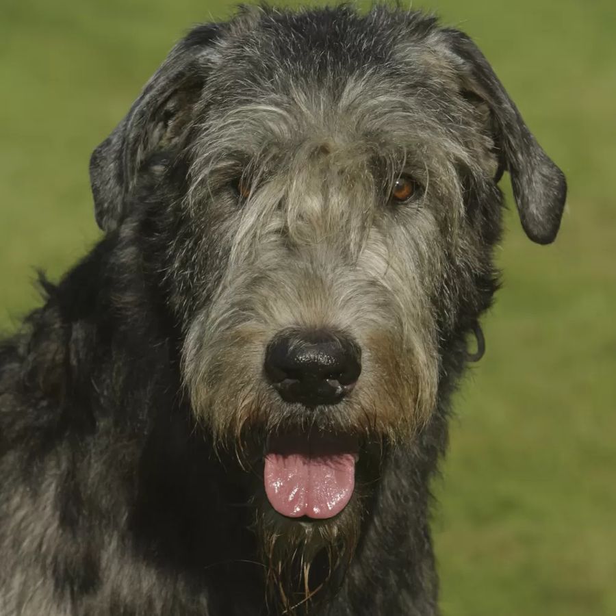 Irish Wolfhound