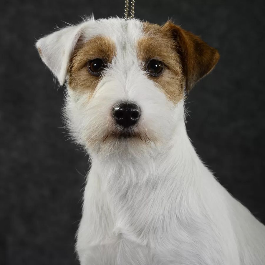 Jack Russell Terrier