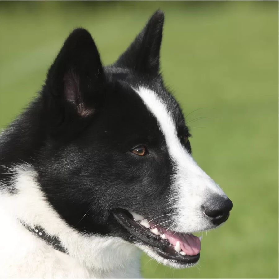 Karelian Bear Dog