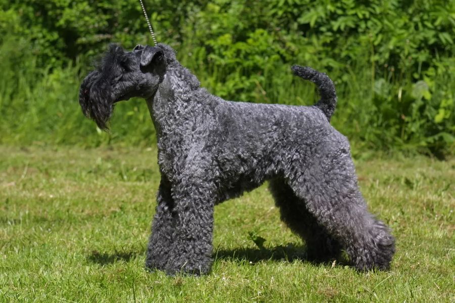 Kerry Blue Terrier