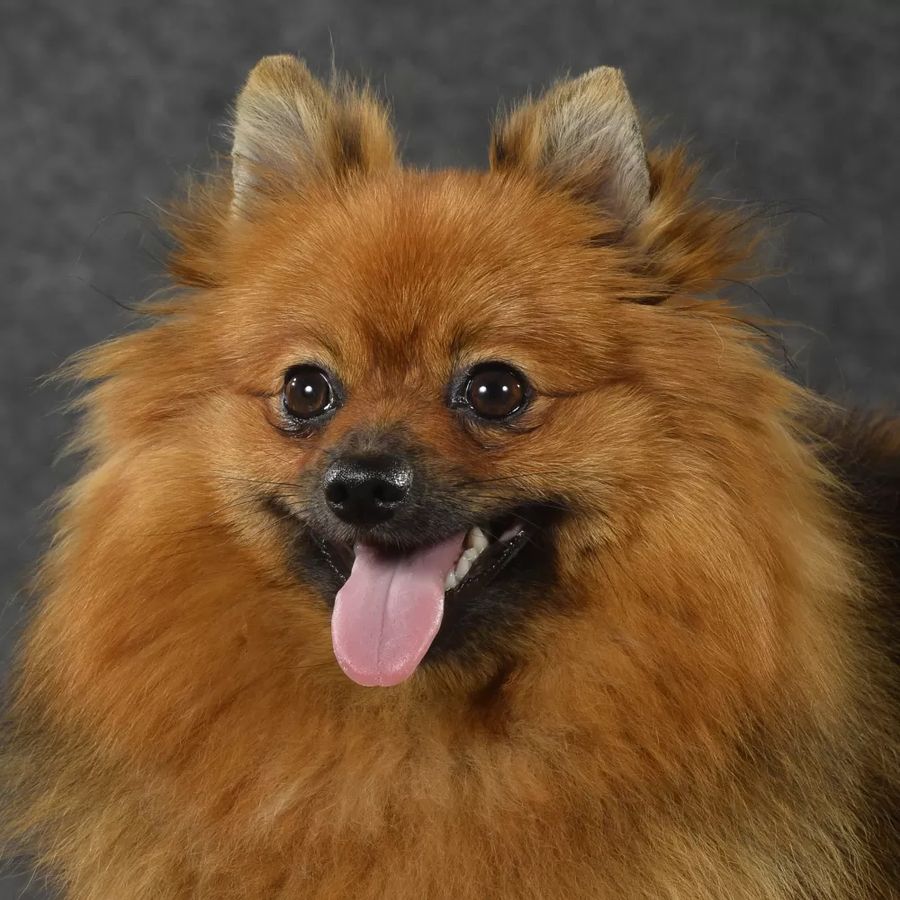 German Spitz Miniature Spitz black