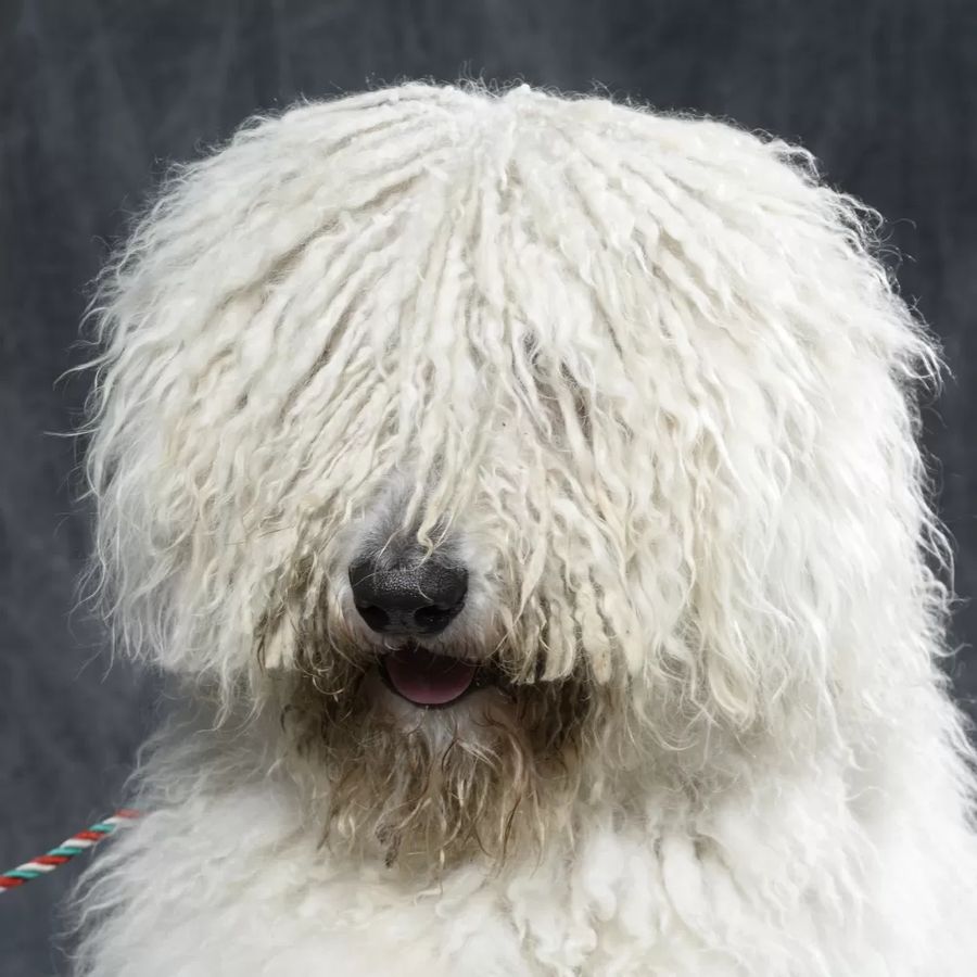 Komondor