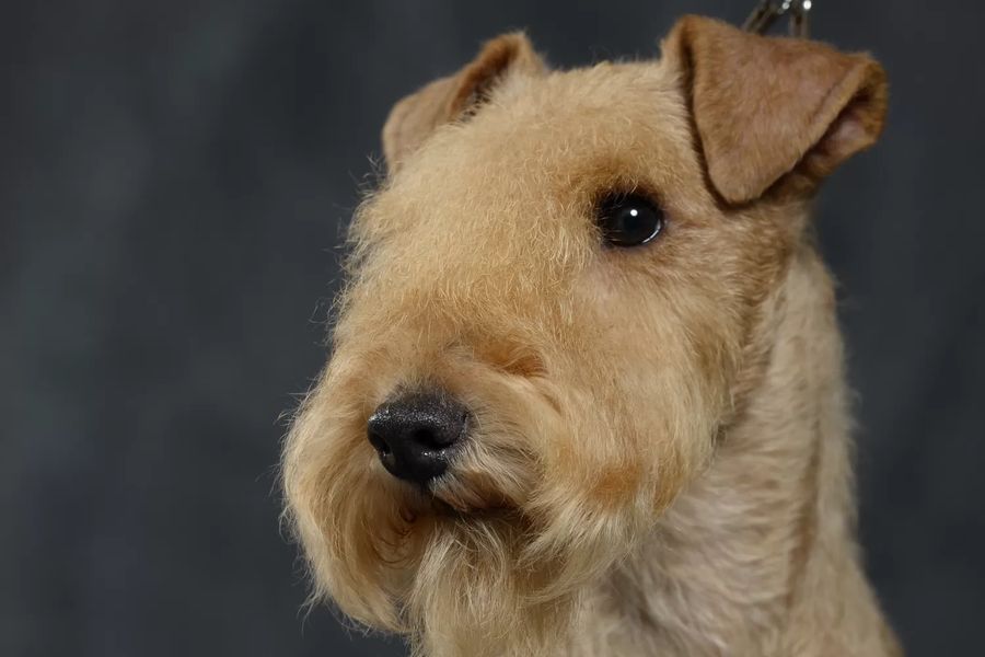 Lakeland Terrier