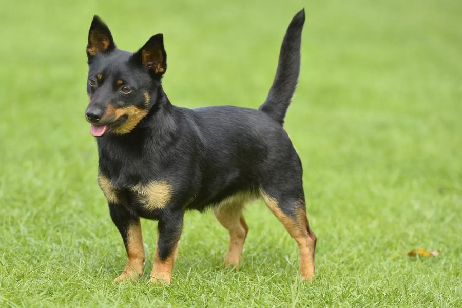 Lancashire Heeler