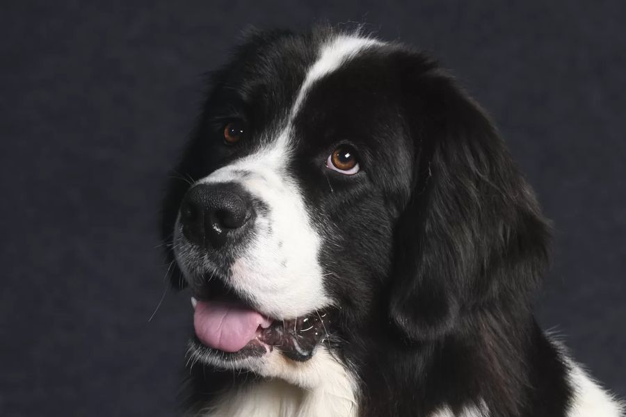 Landseer (European Continental Type)