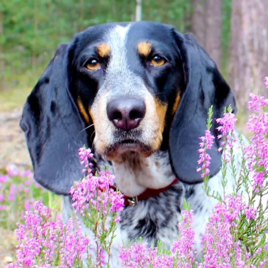 Small Swiss Hound Small Jura Hound
