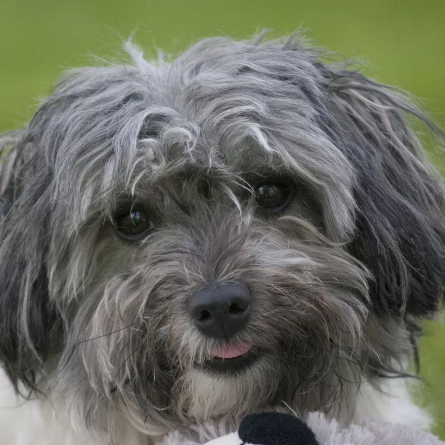 Little Lion Dog