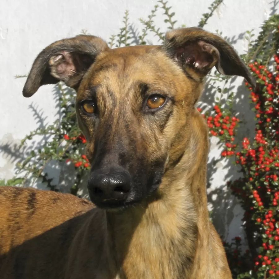 Hungarian Greyhound