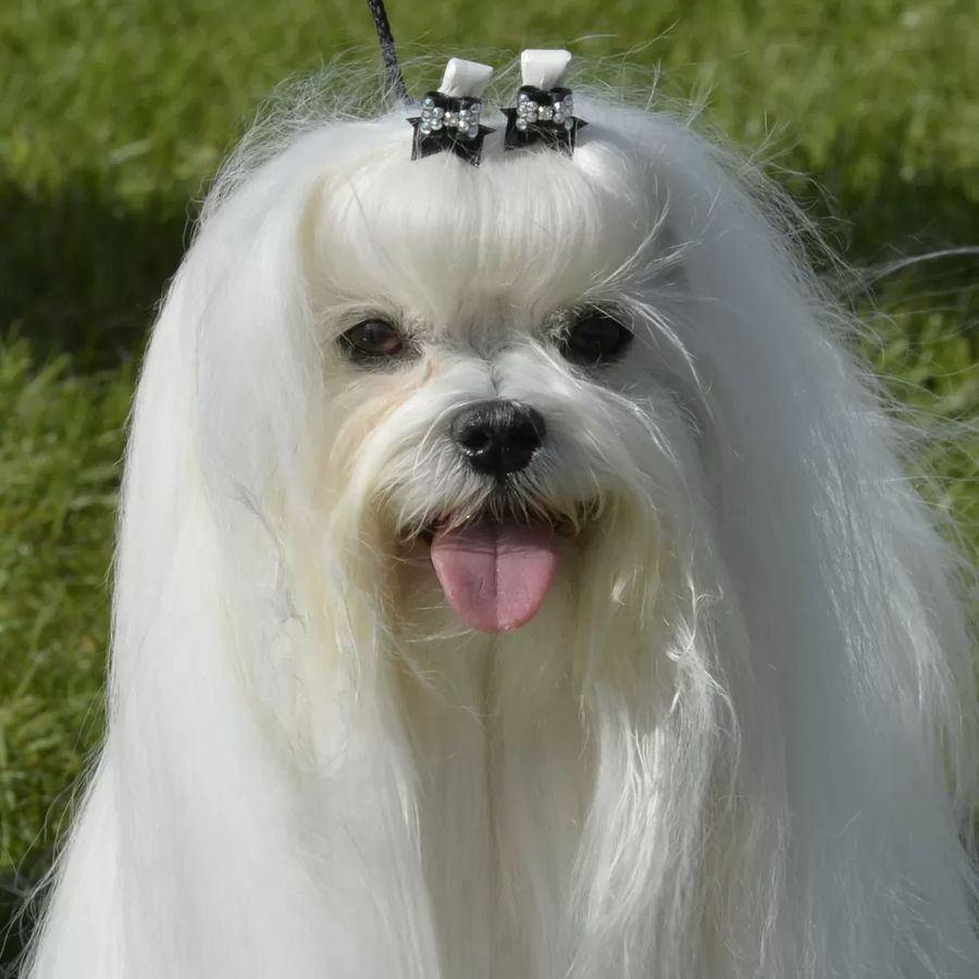 Maltese