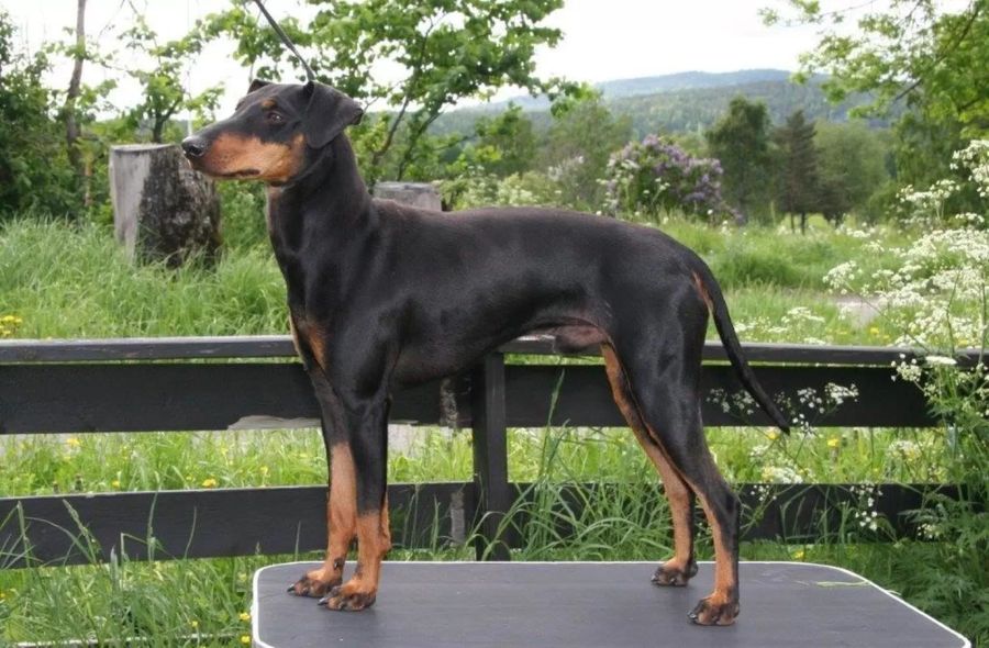 Manchester Terrier