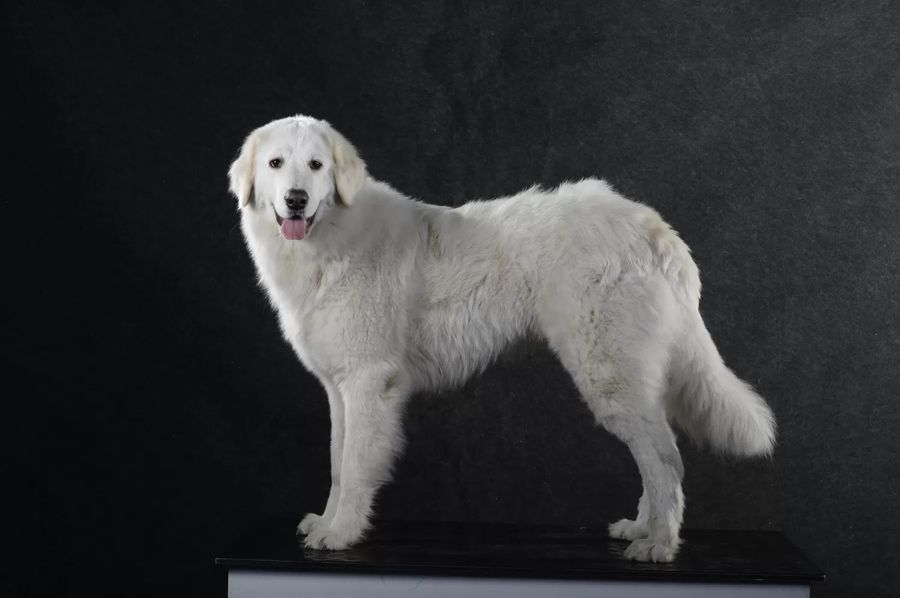 Maremma And Abruzzes Shepherd Dog