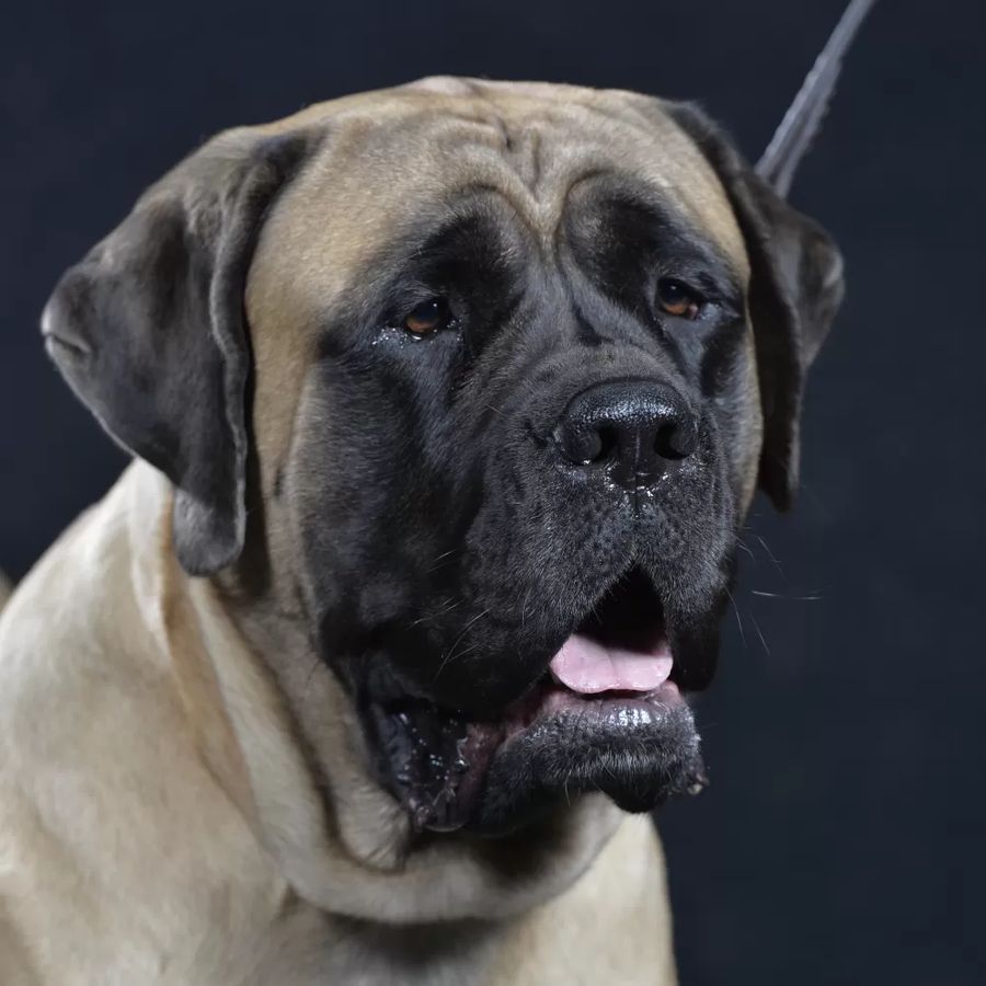 Mastiff