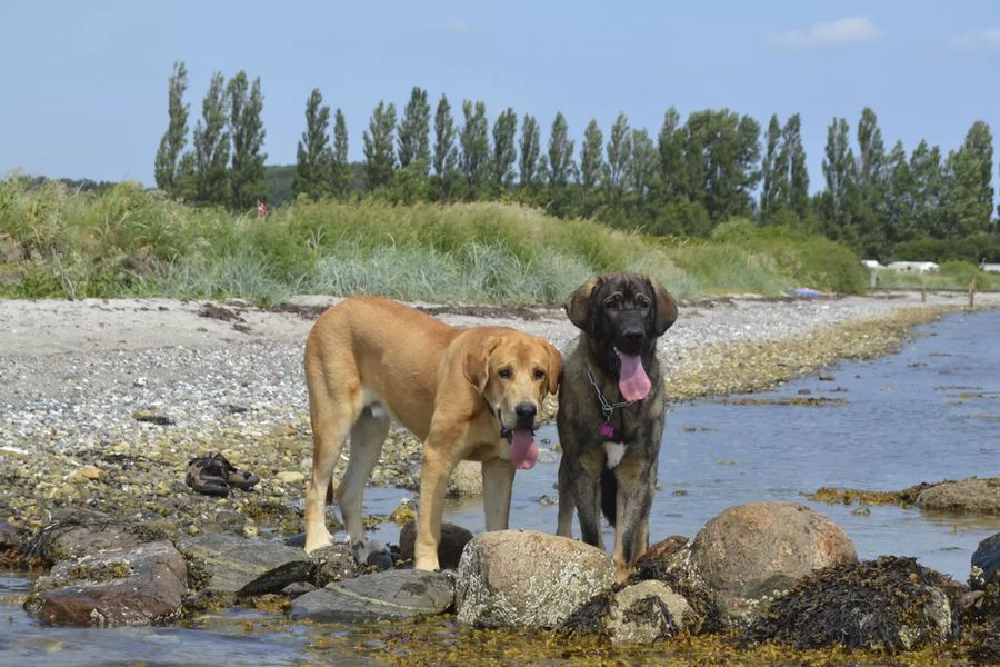 Spanish Mastiff