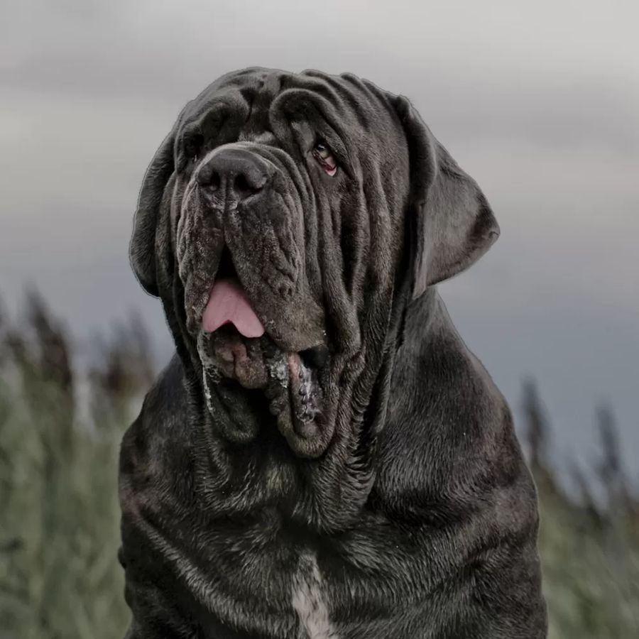 Neapolitan Mastiff