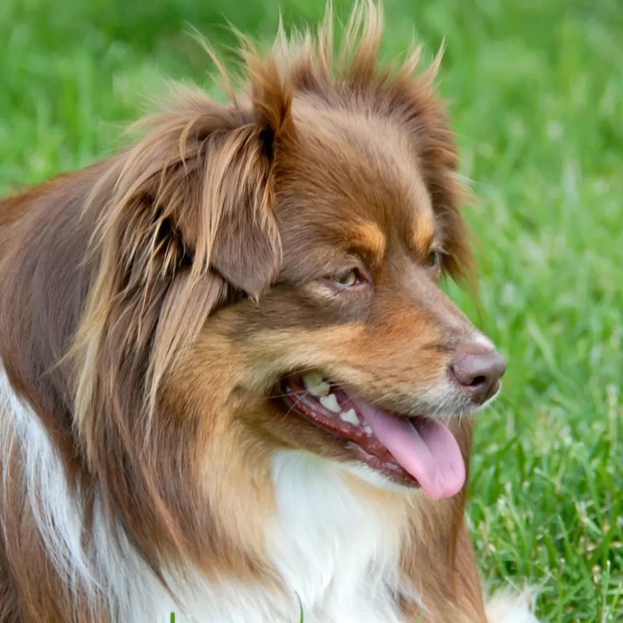 Miniature American Shepherd