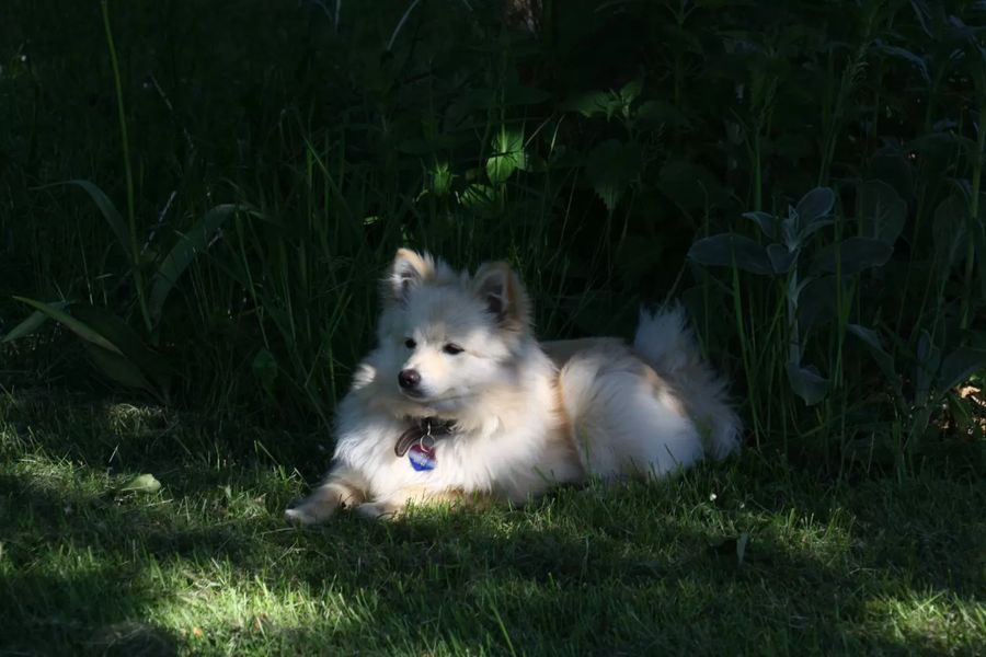 German Spitz Medium size Spitz black