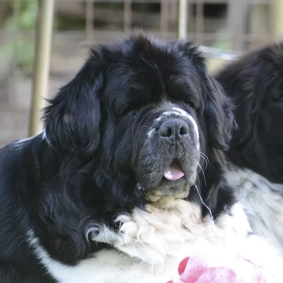 Newfoundland