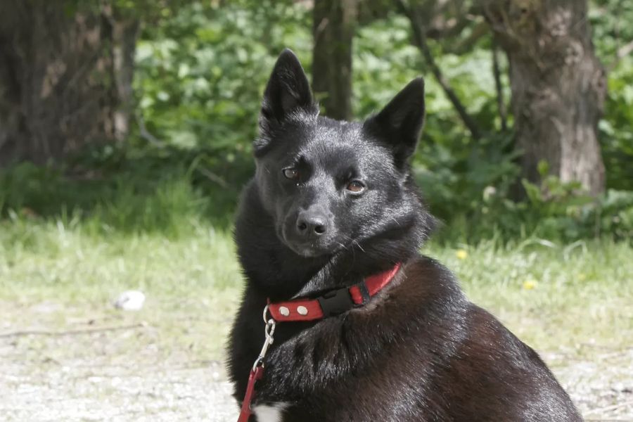 Norwegian Buhund