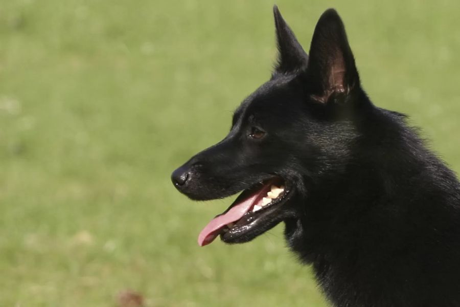 Norwegian Elkhound Black