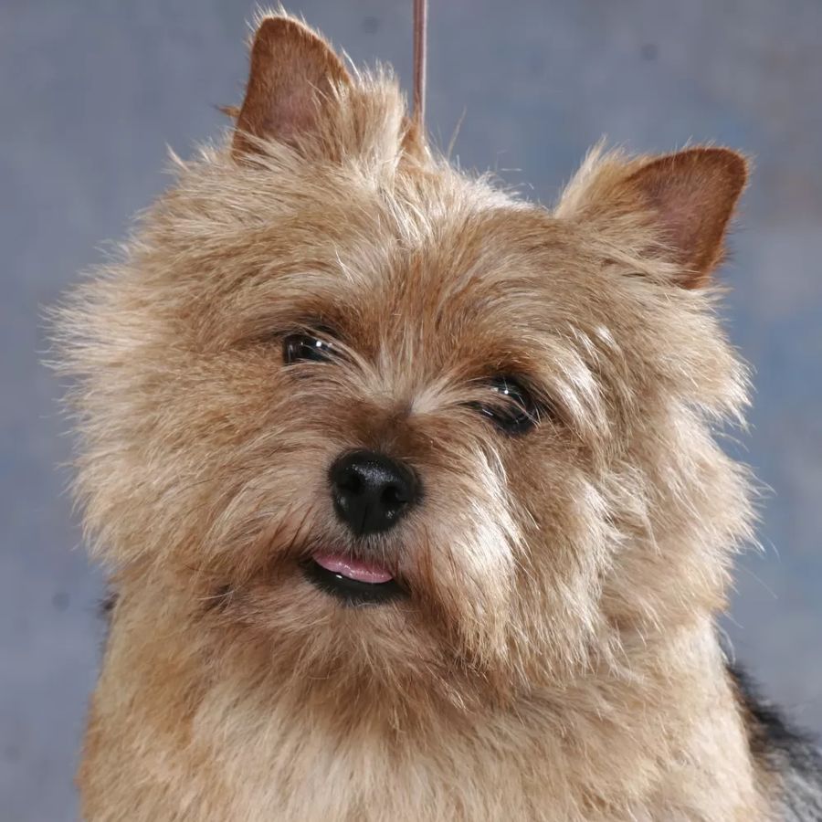 Norwich Terrier