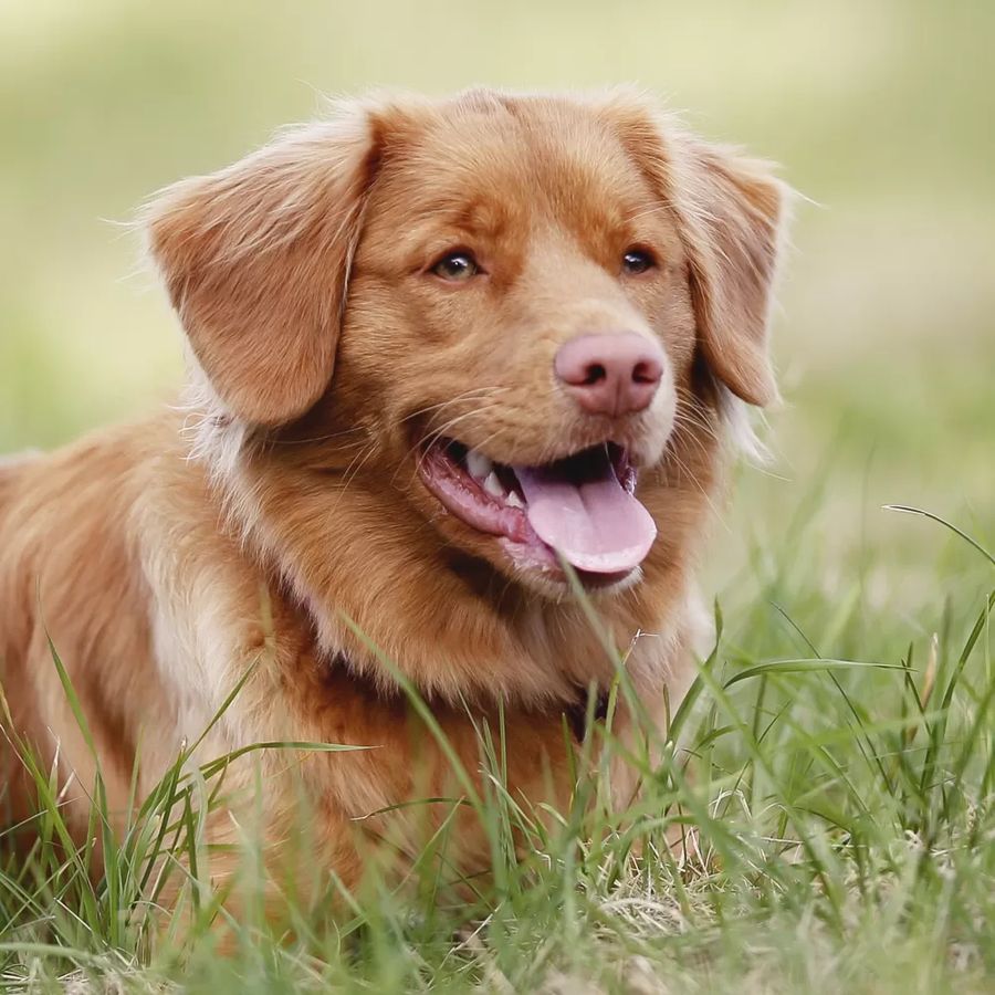 Nova Scotia Duck Tolling Retriever