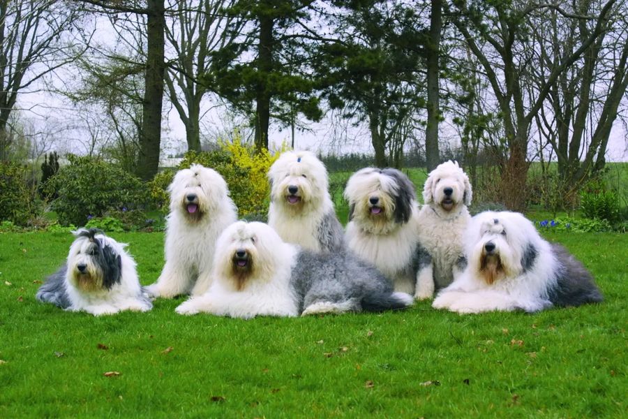 Old English Sheepdog (Bobtail)